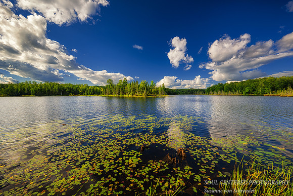 Summer day with lily pads, blue sky and clouds, Aug. '25