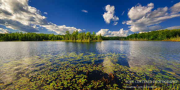 Summer day with lily pads, blue sky and clouds, Aug. '25 , panorama