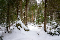Winter forest, Frog Bay, Dec. '25 4