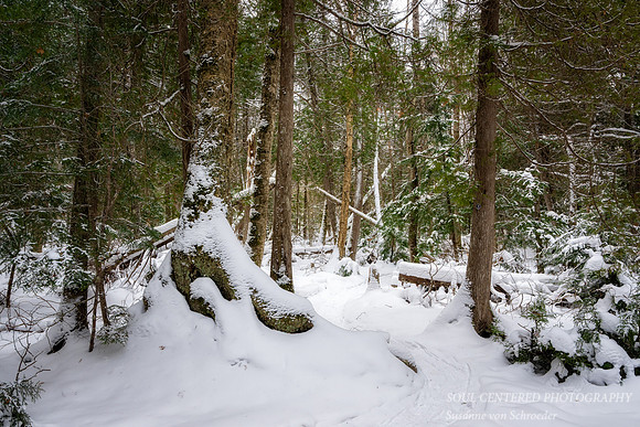 Winter forest, Frog Bay, Dec. '25 4