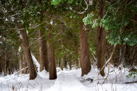 Winter forest, Frog Bay, Dec. '25 2