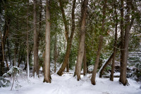 Winter forest, Frog Bay, Dec. '25 1