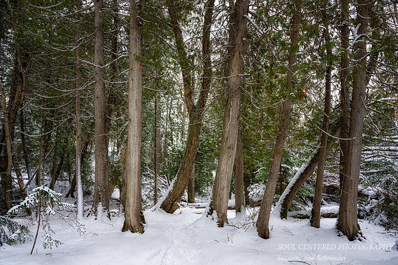 Winter forest, Frog Bay, Dec. '25 1