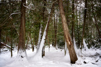 Winter forest, Frog Bay, Dec. '25 3