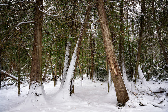 Winter forest, Frog Bay, Dec. '25 3