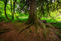 Cedar tree roots