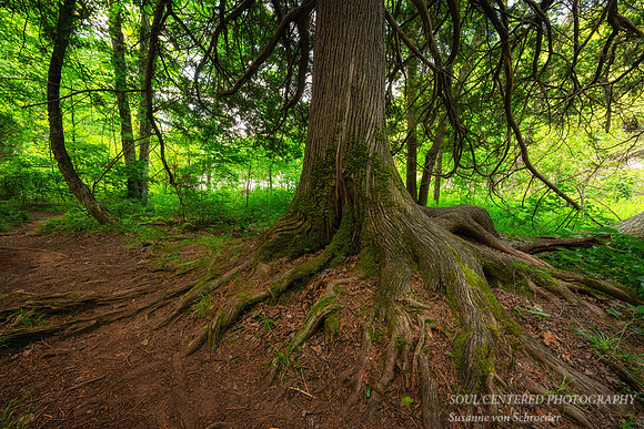 Cedar tree roots