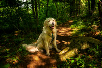 Shanti enjoying his walk
