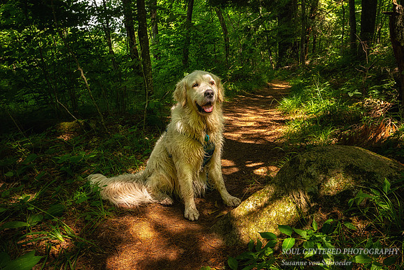Shanti enjoying his walk