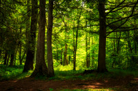 Forest light 2, July '26