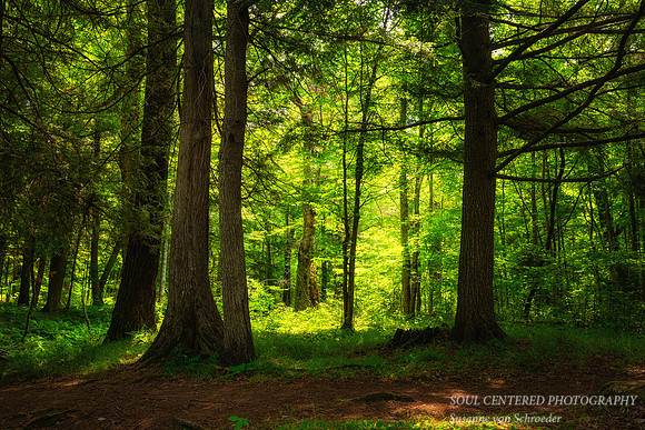Forest light 2, July '26