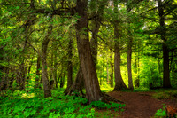 Forest light 1, July '26