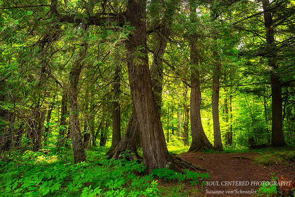 Forest light 1, July '26