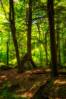 Forest light, "Friendship tree", July '26