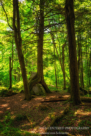 Forest light, "Friendship tree", July '26