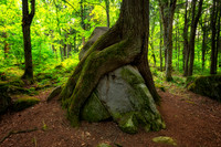 "Friendship tree", up close, July '26