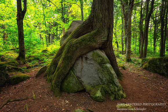 "Friendship tree", up close, July '26