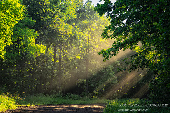 Sun rays on a foggy morning, Blue Hills 5