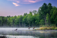 Blue Hour with Sandhill Cranes, Audie Lake, Aug. '26 2