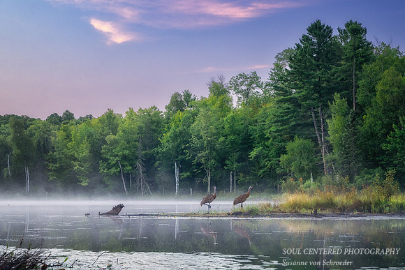 Blue Hour with Sandhill Cranes, Audie Lake, Aug. '26 2