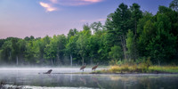 Blue Hour with Sandhill Cranes, Audie Lake, Aug. '26 2, panorama