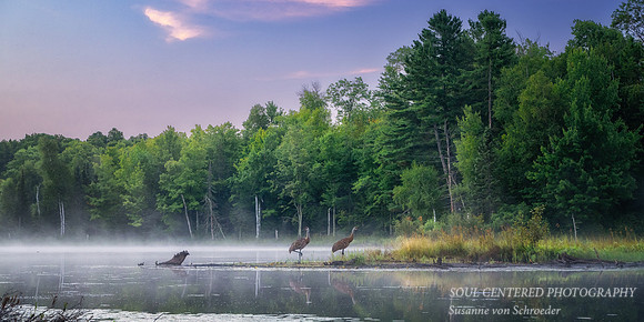 Blue Hour with Sandhill Cranes, Audie Lake, Aug. '26 2, panorama