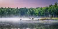 Blue Hour with Sandhill Cranes, Audie Lake, Aug. '26 1, panorama