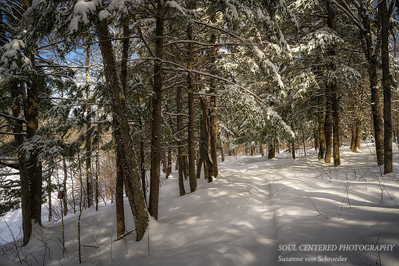 Snow covered trail, Flambeau river, 3.2.'23