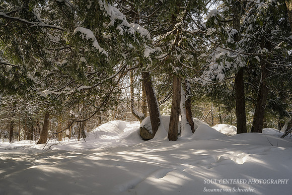 Cedar trees along the Flambeau river, 3.2.'23