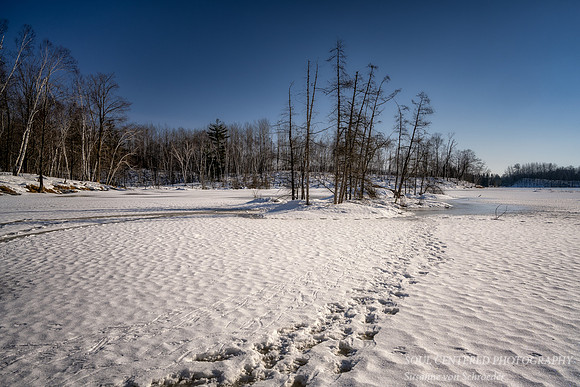 Beaver house with tracks