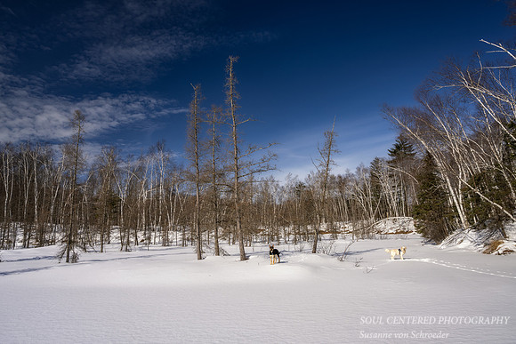 Exploring Audie Lake, Shanti & Shiloh, Febr. '23 1