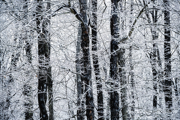 Ice covered trees