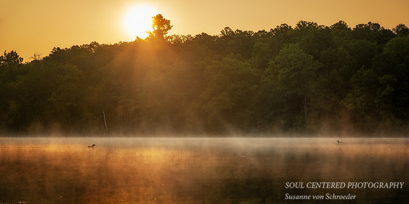 Sunrise with loons, Audie Lake, Aug. '26, panorama