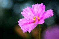 Pink Cosmos, 2026 1