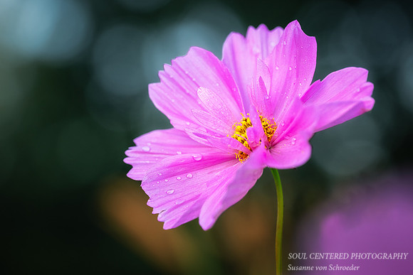 Pink Cosmos, 2026 1