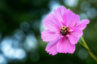 Pink Cosmos with bumblebee, 2026 1