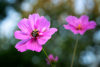 Pink Cosmos with bumblebee, 2026 2