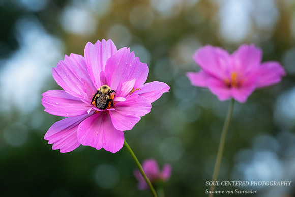 Pink Cosmos with bumblebee, 2026 2