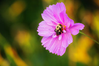Pink Cosmos with bumblebee, 2026 3