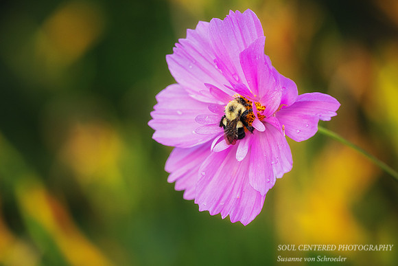 Pink Cosmos with bumblebee, 2026 3
