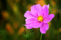 Pink Cosmos, 2026 2