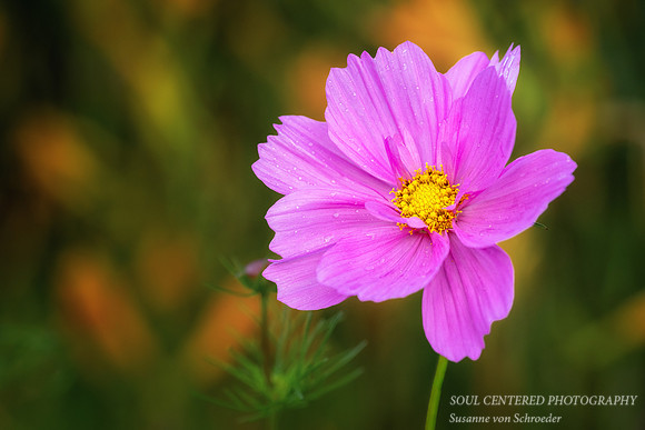 Pink Cosmos, 2026 2