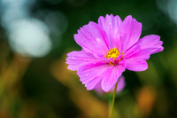 Pink Cosmos, 2026 3