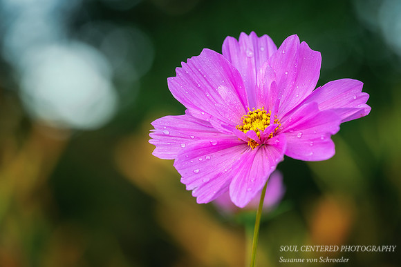 Pink Cosmos, 2026 3