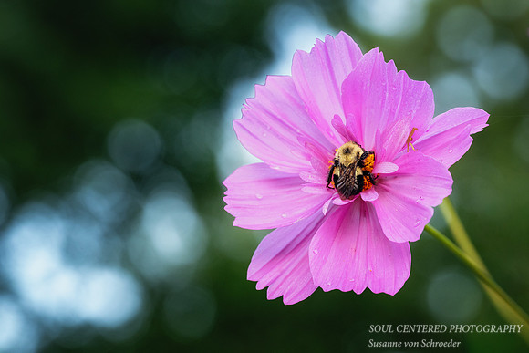 Pink Cosmos with bumblebee, 2026 1