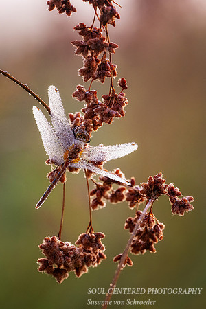 Dragonfly, dew covered, August '26 1