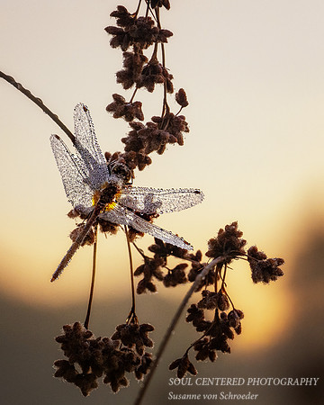 Dragonfly, dew covered, August '26 2, 8x10"