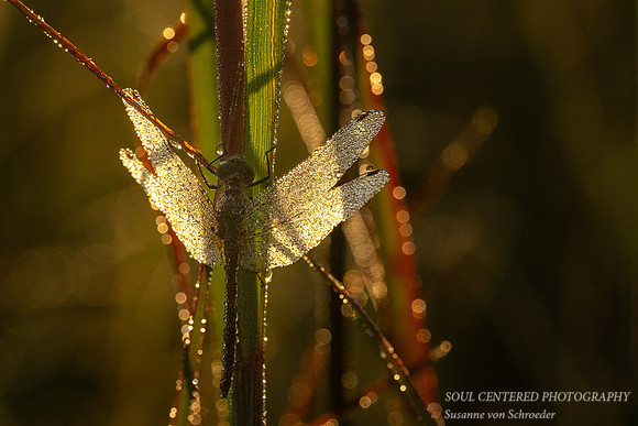 Dragonfly, dew covered, August '26 3