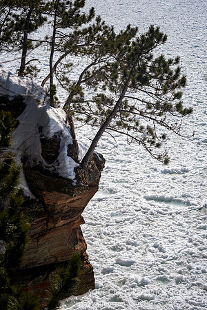 Pine trees at edge, Lake Superior, March '23 2