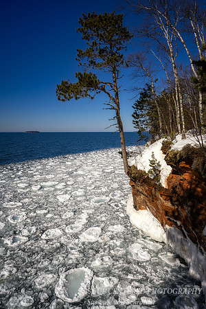 Pine tree at edge, Lake Superior, March '23